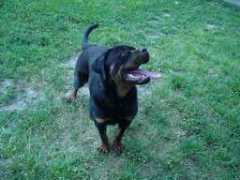 planetaljubimaca.com Acimov