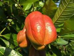 mycolumbuspower.com Ackee