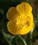 Acris