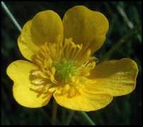 Acris