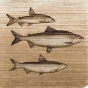 mek.niif.hu Acronius