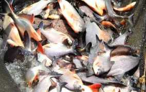 entornointeligente.com Acuicolas