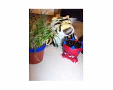 Adany