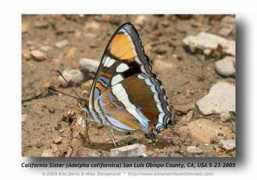 Adelpha