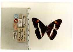 Adelpha