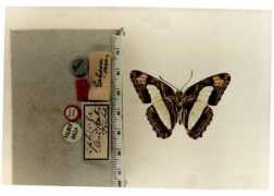 Adelpha