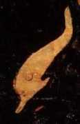 Adelphos