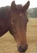 pembridgestud.com Adeltraud