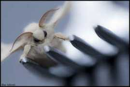 arifismyname.deviantart.com Aderet