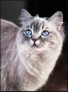 Adezza
