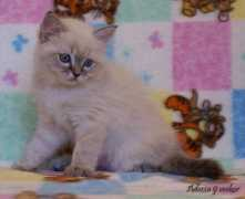 Adezza