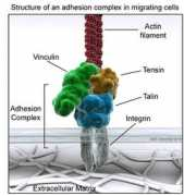 reading.ac.uk Adhesion