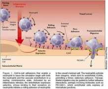 Adhesion