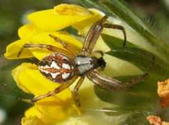 glaucus.org.uk Adianta