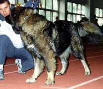 security-dog.org Adjana