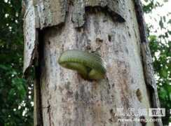 news.ifeng.com Admoni