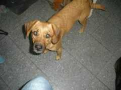 losandes.com.ar Adoptante