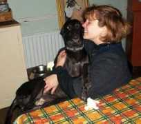 orchardgreyhoundsanctuary.com Adoption