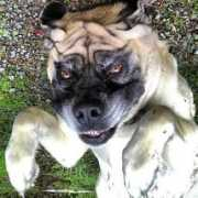 upsidedowndogs.com Adreanne