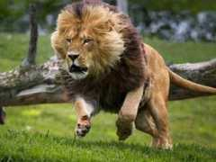 portalsaofrancisco.com.br Adrenalina