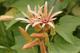 passiflora.it Adularia