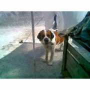 sannicolasdelosgarza.anunico.com.mx Adulta
