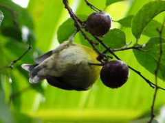 adventourspr.com Adventours