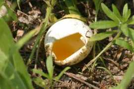 pl.northrup.org Aegg