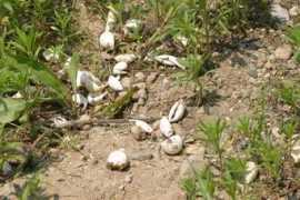 sv.northrup.org Aegg