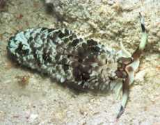 Affinis