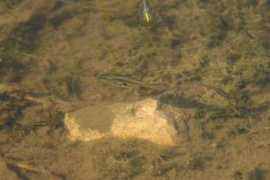 Affinis
