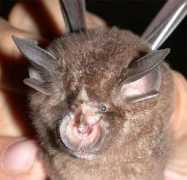 Affinis