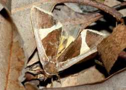 brisbaneinsects.com Agamana