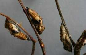 lepidoptera.butterflyhouse.com.au Aganippe