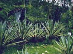 Agaves