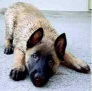 hund.ch Agibert