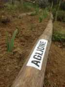 Aglione