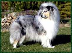 clubamiscolley.free.fr Agoutin