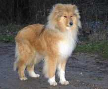 colleys-du-chemin-des-randonnees.com Agoutin