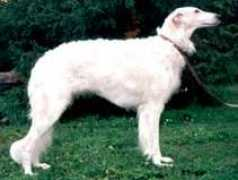 Agrafena