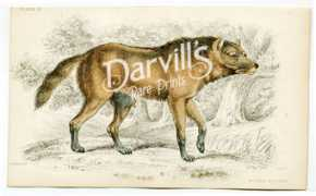 darvillsrareprints.com Aguara