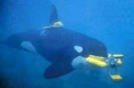 Ahab