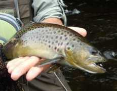 flyfishtheadirondacks.com Ahlgrim