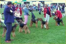 Airedales