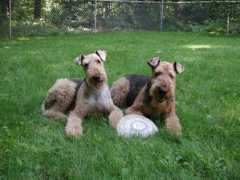Airedales