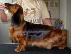 spdachshund.narod.ru Aivita