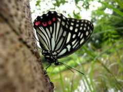 myhill.wetwing.com Akahoshi