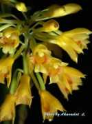 orchidspecies.com Akaradet