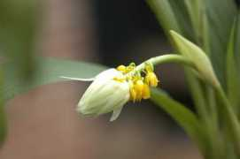 orchidspecies.com Akaradet