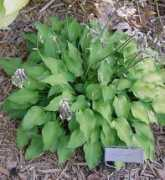 hostalibrary.org Akarana